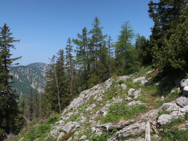 zwischen Weingartalm und Halterh&uuml;ttental (10. Juni)