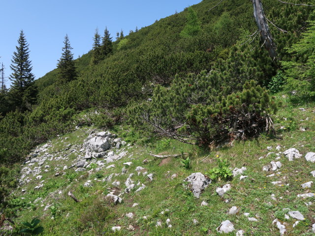 zwischen Halterh&uuml;ttental und Kleinem Gr&ouml;&szlig;tenberg (10. Juni)