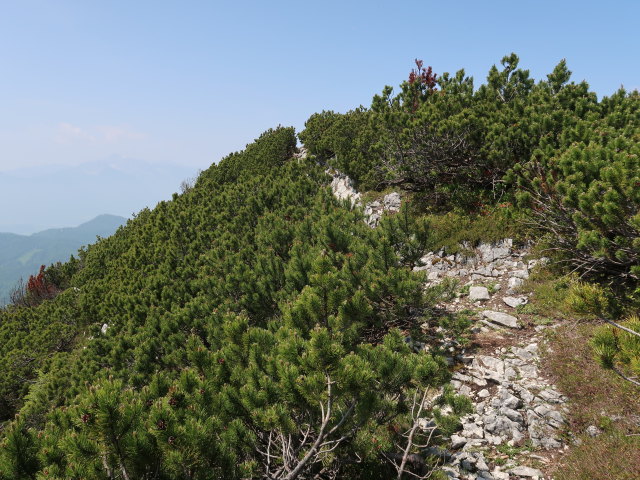 zwischen Halterh&uuml;ttental und Kleinem Gr&ouml;&szlig;tenberg (10. Juni)