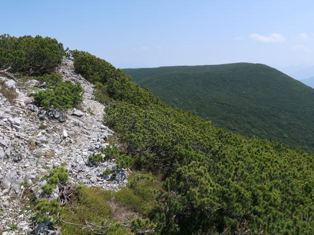 zwischen Kleinem Gr&ouml;&szlig;tenberg und Halterh&uuml;ttental (10. Juni)