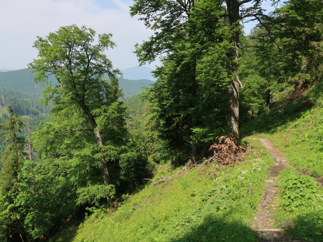 zwischen Ebenforstalm und Tr&auml;mpl (10. Juni)