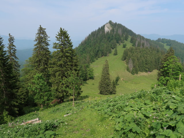 zwischen Tr&auml;mpl und Luchsboden (10. Juni)