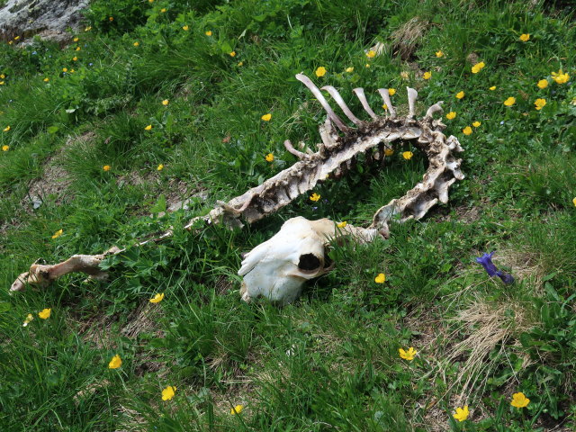 Krefelder Weg zwischen Kleet&ouml;rl und Reichenbergkar (14. Juni)