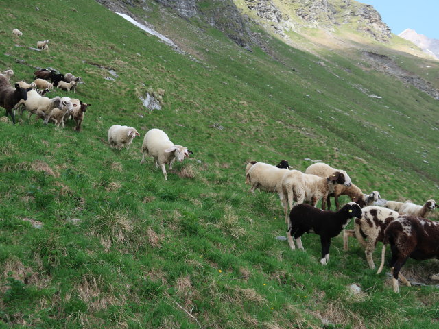Krefelder Weg zwischen Reichenbergkar und Wurfbach (14. Juni)