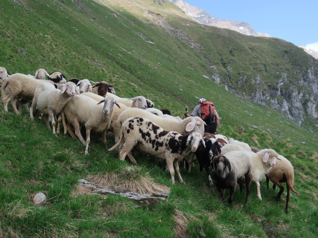 Reinhard am Krefelder Weg zwischen Reichenbergkar und Wurfbach (14. Juni)