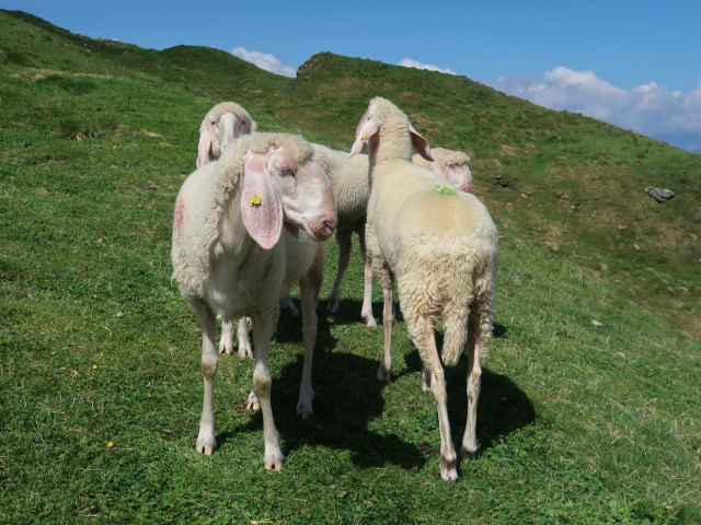 zwischen Sunntiger und Schafseitenspitze