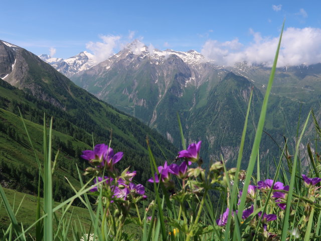 zwischen Harleitenalm und Brandlscharte (21. Juni)