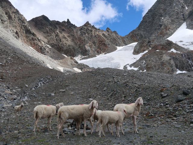 zwischen K&uuml;hgr&uuml;bl und Madatschferner (28. Juni)
