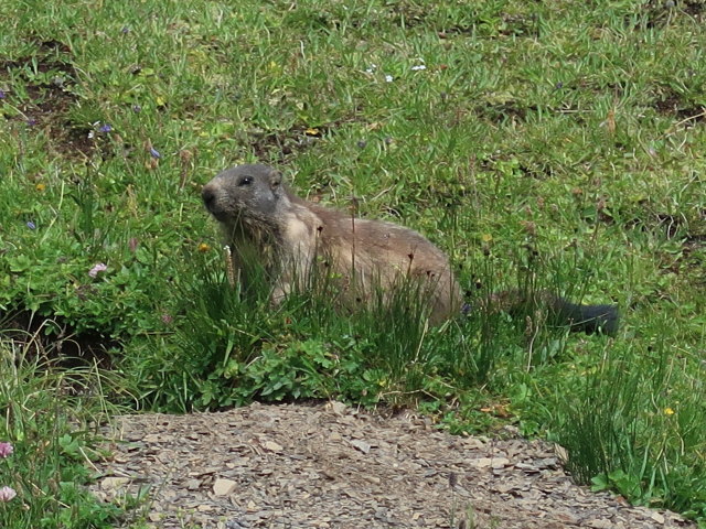 zwischen Fanggekarspitze und Stuttgarter H&uuml;tte (20. Juli)