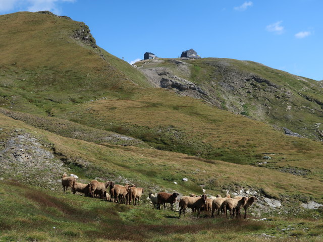 neben dem Hagener Weg zwischen Feldseescharte und Hagener H&uuml;tte (10. Aug.)