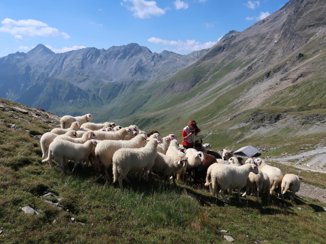 Ronald zwischen Niederem Tauern und Greilkopf (10. Aug.)