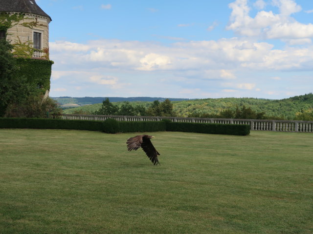 Falknereivorf&uuml;hrung