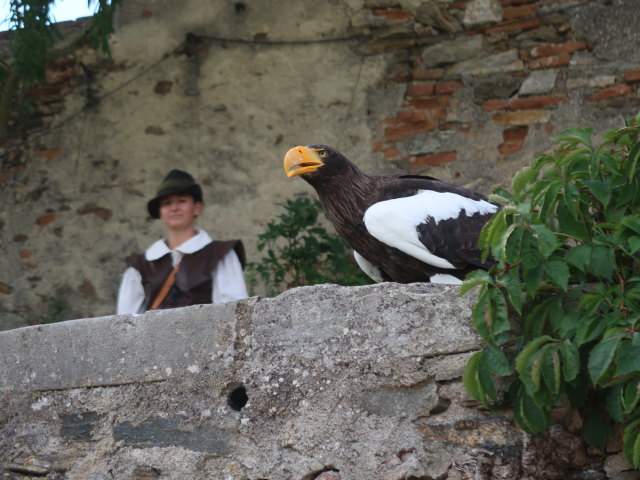 Falknereivorf&uuml;hrung