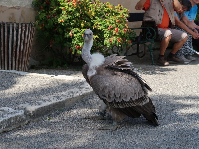 Falknereivorf&uuml;hrung