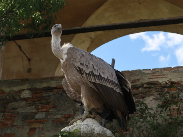 Falknereivorf&uuml;hrung