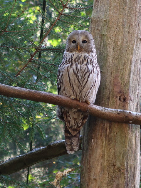 Habichtskauz im Tierpark Buchenberg