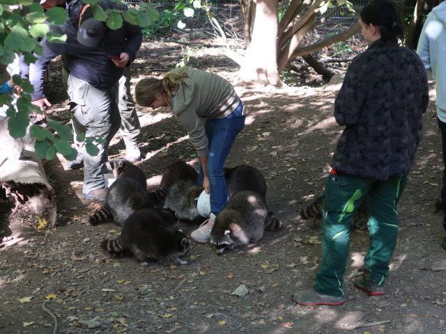 Waschb&auml;ren im Tierpark Buchenberg